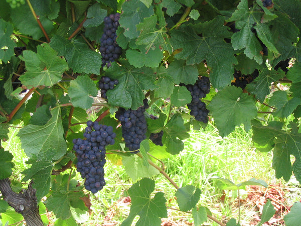 Climate Change and the Story of our Pinot – From Noir to Rose ...